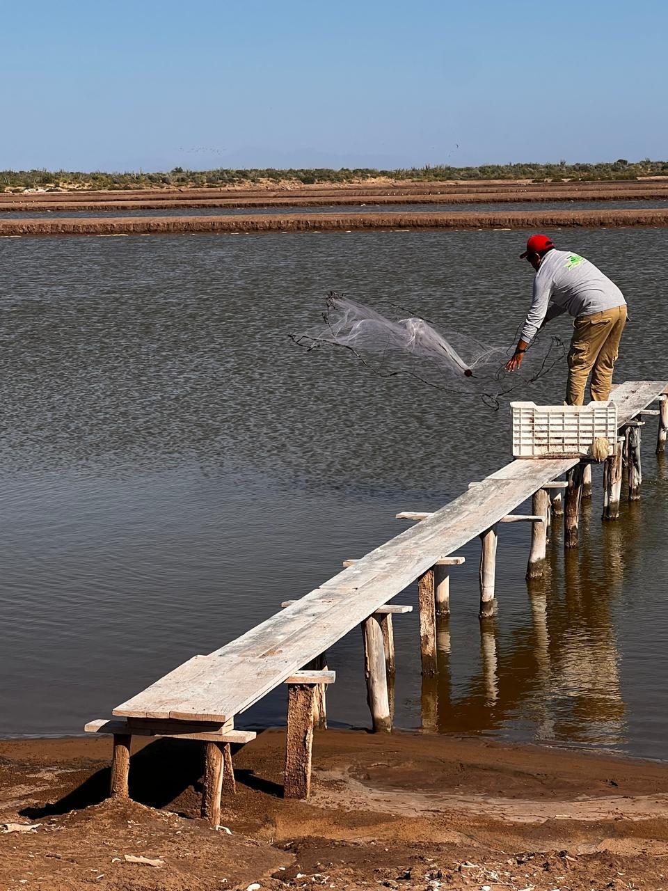 Resaltan Sagarhpa y el Cosaes sanidad y liderazgo del camarón sonorense a nivel mundial  Hermosillo, Sonora; 24 de noviembre de 2025.- Para fortalecer la competitividad y sanidad de la acuacultura sonorense, el Comité de Sanidad Acuícola del Estado de Son